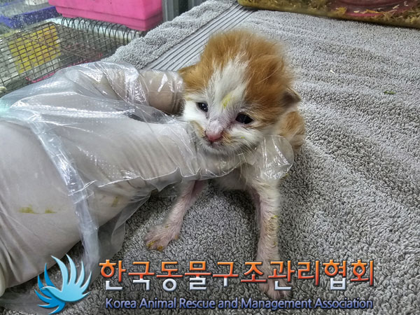 한국동물구조관리협회_411316202300361